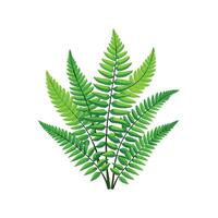 Charming Davallia Schusters Fern for Gardens vector