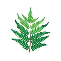 Stylish Schusters Fern Artwork vector