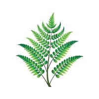 Unique Schusters Fern Artwork vector