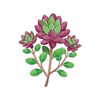 Stylish Rubrotinctum Sedum Design vector