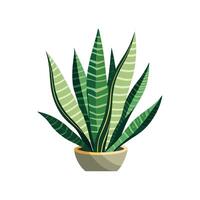 Stylish Trifasciata Snake Plant Design. vector