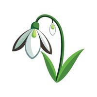 Unique Snowdrop Plant vector