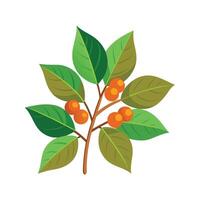 Spicebush Illustration for Nature Projects vector