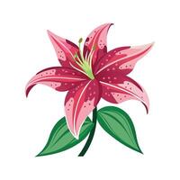 Stylish Star Gazer Lily for Artistic Uses vector