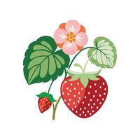 Charming Strawberry Begonia for Nature Art vector