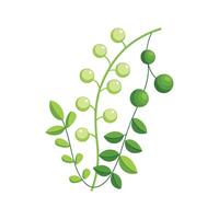 Beautiful Senecio Rowleyanus for Unique Aesthetics vector