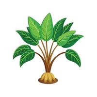 Beautiful Tacca Palm for Creative Projects vector