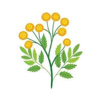 Charming Tansy for Unique Designs vector