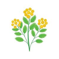 Beautiful Tansy for Creative Projects vector