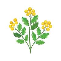 Exquisite Tansy for Natural Aesthetics vector