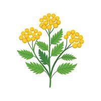 Vibrant Tansy for Unique Illustrations vector