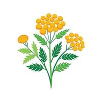 Charming Tansy for Home Aesthetics vector