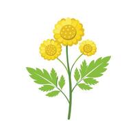 Stylish Tansy Ragwort for Home Aesthetics vector