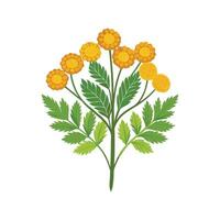 Charming Tansy Plant Design. vector