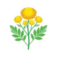 Artful Tansy Ragwort for Nature Lovers vector