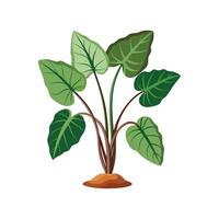 Charming Taro Plant for Unique Aesthetics vector