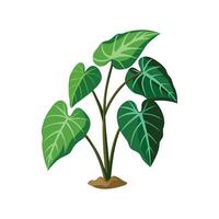 Stylish Taro Plant for Home Aesthetics vector