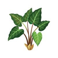 Beautiful Taro Plant for Creative Projects vector