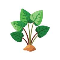 Charming Taro Plant for Nature Lovers vector