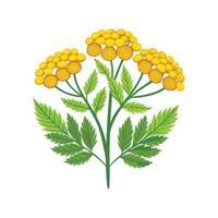 Artful Tanacetum Vulgare for Creative Projects vector