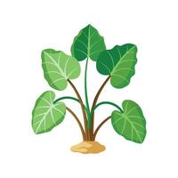 Elegant Taro Plant for Artistic Use vector
