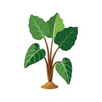 Stylish Taro Plant Design Artwork vector