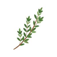 Beautiful Thyme for Nature Art vector
