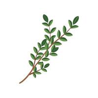 Charming Thyme for Culinary Art vector