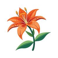 Beautiful Tiger Lily for Creative Projects vector