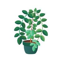 Elegant Trailing Jade for Home Decoration vector