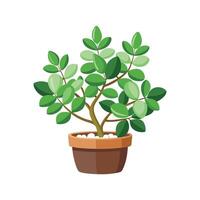 Charming Trailing Jade for Nature Decor vector