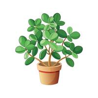 Elegant Peperomia Prostrata for Creative Uses vector