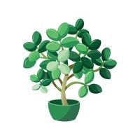 Charming Peperomia Prostrata for Home Aesthetics vector