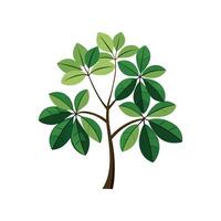 Stylish Schefflera for Unique Decor vector