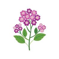 Charming Verbena for Unique Aesthetics vector