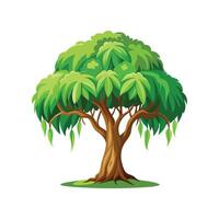 Elegant Weeping Fig Ficus Benjamina vector