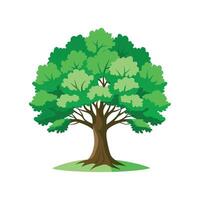 Beautiful White Oak for Creative Projects vector