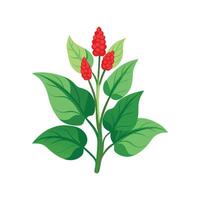 Beautiful Wild Ginger for Unique Aesthetics vector