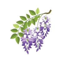 Beautiful Wisteria for Creative Projects vector