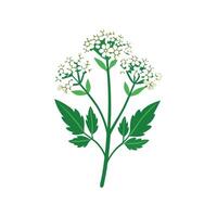 Charming Yarrow for Nature Art vector