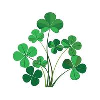 Stylish Oxalis for Home Decor vector