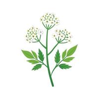 Charming Yarrow for Unique Aesthetics vector
