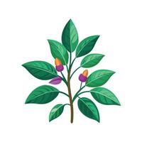 Beautiful Zeyheria for Creative Projects vector