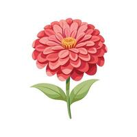 Elegant Zinnia for Unique Designs vector