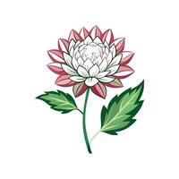 Stylish Astrantia Flower Design Art vector