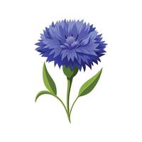 Elegant Bachelors Button Flower Nature Illustration vector