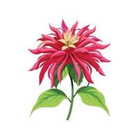 Charming Beebalm Flower Design Art vector