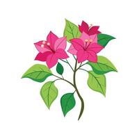 Captivating Bougainvillea Flower Design vector