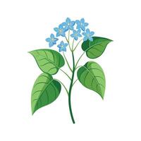 Elegant Brunnera Macrophylla Plant Design vector