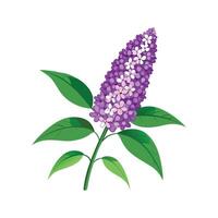 Unique Buddleia Floral Design vector